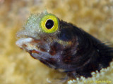 Blenny