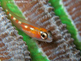 Glass Goby