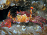 Porcelain Crab