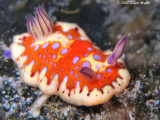 Chromodoris clenchi