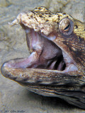 Spotted Snake Eel