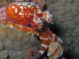 Red Octo ID?