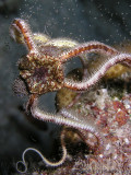 Brittle Star Spawning