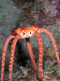 Brittle Star Spawning