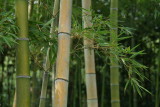 Bamboo bush 2.jpg