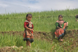 Two more Hmong