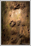 Jun 13 Knobbly.jpg
