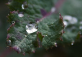 Rain Drops on a Weed