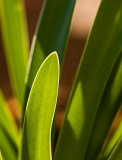 Sunlit Lily