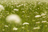 Field of Lace