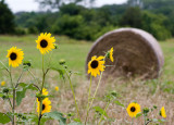 Sunflowers and Straw I