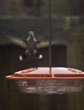 Hummingbird