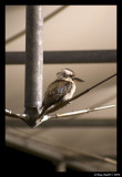 Kookaburra