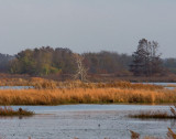 Early Morning at Lacassine NWR