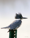 Belted Kingfisher