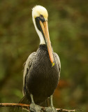 Brown Pelican