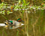 Green-winged Teal