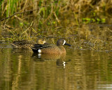 Blue Winged Teal Pair