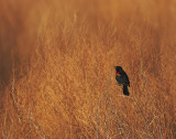 Red Winged Blackbird