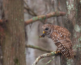 Barred Owl