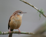 Carolina Wren