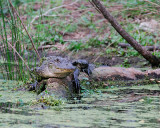 American Alligator