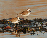 Killdeer