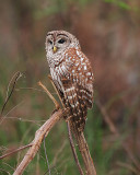 Barred Owl