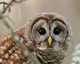 Barred Owl