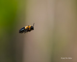 Carpenter Bee in flight