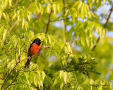 Orchard Oriole