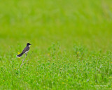 Eastern Kingbird