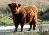 Highland Cow