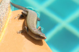 Our Pool Invader