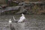 Pelicans