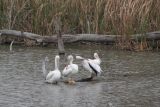 Pelicans Preening On A Log