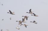Northern Pintails In Flight