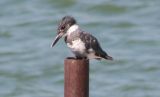 Belted Kingfisher
