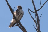 Red-tailed Hawk