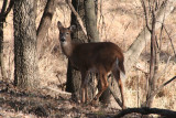 White-tailed deer