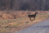 White-tailed deer 