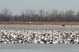 Snow geese