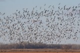 Snow geese