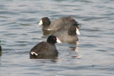 American Coots