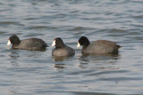 American Coots