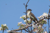 Eastern Phoebe