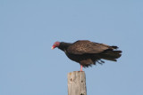 Turkey Vulture
