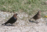 Mr. & Mrs. Brown-headed Cowbird