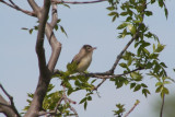 Warbling Vireo