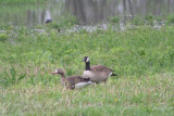 Greater white-fronted goose and Canada goose